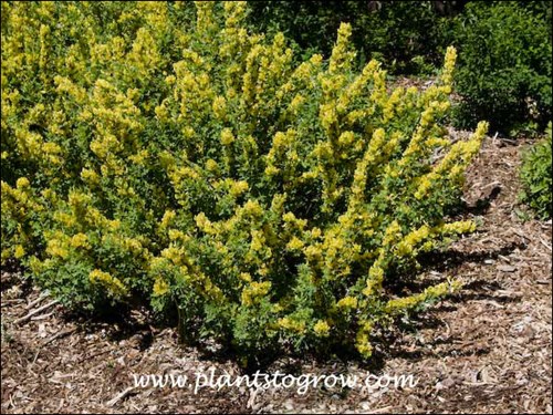 Hairy Broom (Cytisus hirsutus) 
The Hairy Broom is loaded with flowers in early May.